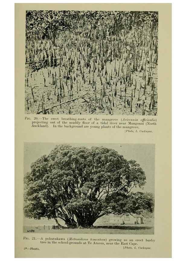 Reproducción/Reproduction 27167120296: New Zealand plants and their story.. Wellington, N.Z.,M.F. Marks, Govt. Printer,1919.