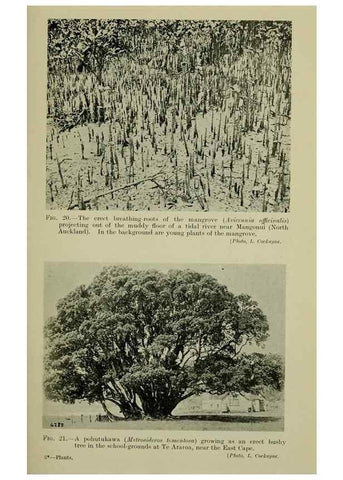 Reproducción/Reproduction 27167120296: New Zealand plants and their story.. Wellington, N.Z.,M.F. Marks, Govt. Printer,1919.