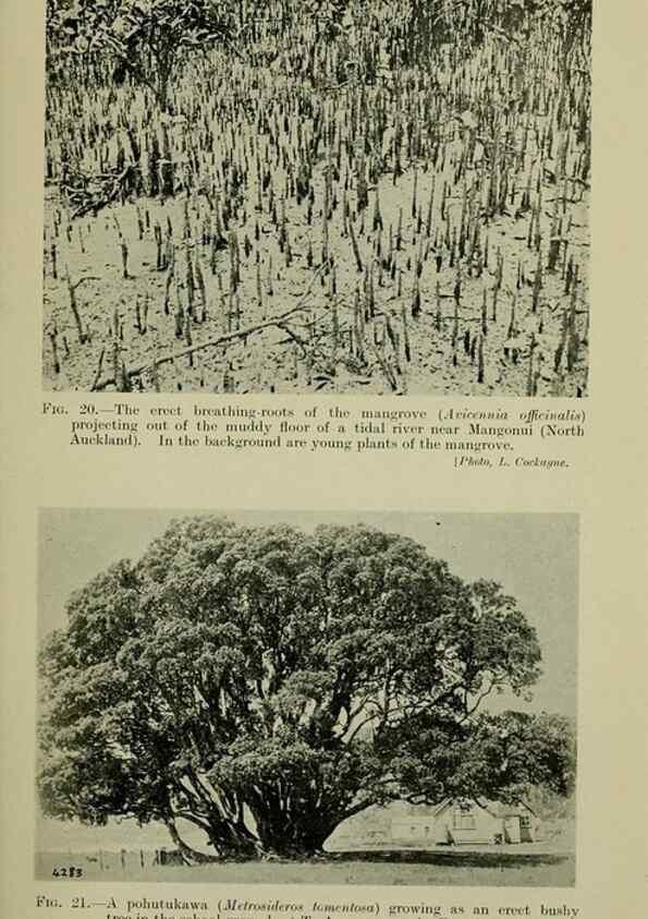 Reproducción/Reproduction 27167120296: New Zealand plants and their story.. Wellington, N.Z.,M.F. Marks, Govt. Printer,1919.