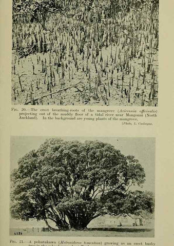 Reproducción/Reproduction 27167120296: New Zealand plants and their story.. Wellington, N.Z.,M.F. Marks, Govt. Printer,1919.