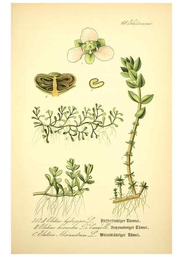 Reproducción/Reproduction 26529603233: Prof. Dr. Thomé's Flora von Deutschland, Österreich und der Schweiz, in Wort und Bild, für Schule und Haus ; mit ... Tafeln ... von Walter Müller.. Gera-Untermhaus :F.E. Köhler,1886-1934.