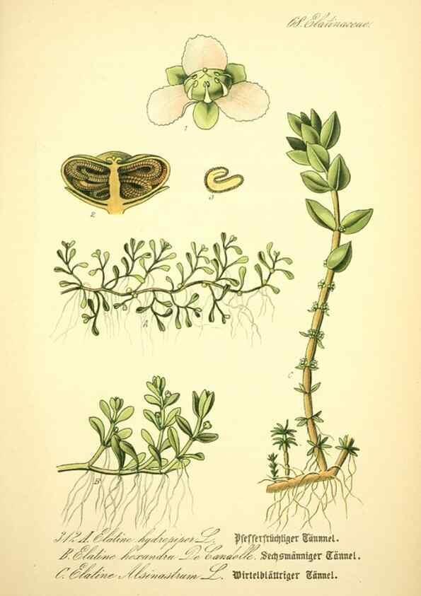 Reproducción/Reproduction 26529603233: Prof. Dr. Thomé's Flora von Deutschland, Österreich und der Schweiz, in Wort und Bild, für Schule und Haus ; mit ... Tafeln ... von Walter Müller.. Gera-Untermhaus :F.E. Köhler,1886-1934.