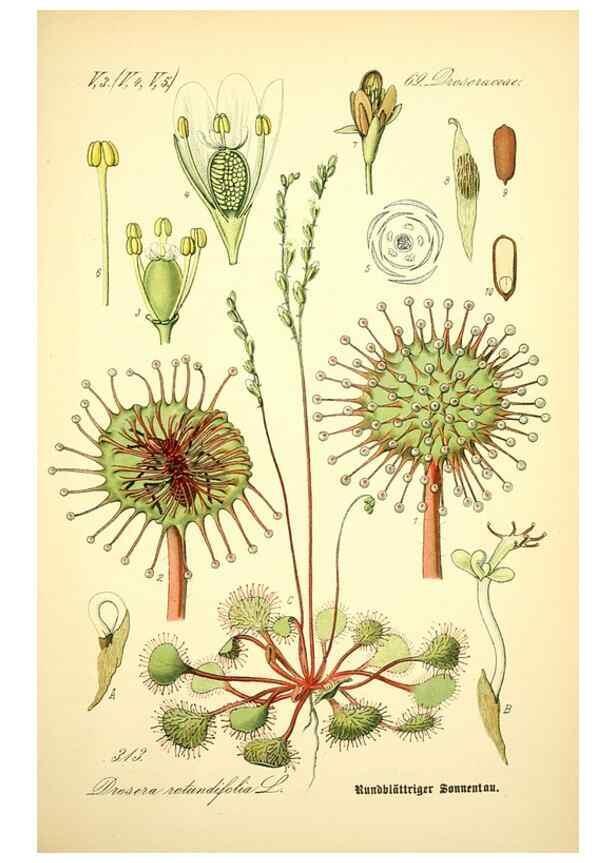 Reproducción/Reproduction 26529608203: Prof. Dr. Thomé's Flora von Deutschland, Österreich und der Schweiz, in Wort und Bild, für Schule und Haus ; mit ... Tafeln ... von Walter Müller.. Gera-Untermhaus :F.E. Köhler,1886-1934.