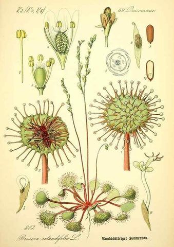 Reproducción/Reproduction 26529608203: Prof. Dr. Thomé's Flora von Deutschland, Österreich und der Schweiz, in Wort und Bild, für Schule und Haus ; mit ... Tafeln ... von Walter Müller.. Gera-Untermhaus :F.E. Köhler,1886-1934.