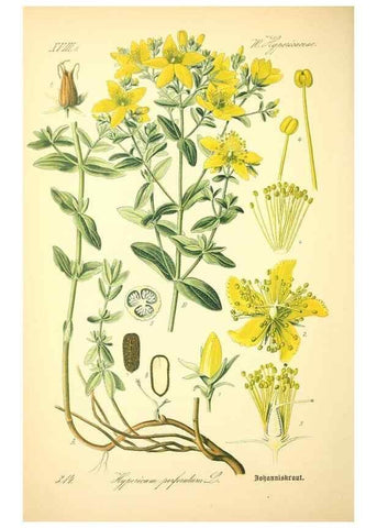 Reproducción/Reproduction 27100330296: Prof. Dr. Thomé's Flora von Deutschland, Österreich und der Schweiz, in Wort und Bild, für Schule und Haus ; mit ... Tafeln ... von Walter Müller.. Gera-Untermhaus :F.E. Köhler,1886-1934.