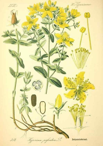 Reproducción/Reproduction 27100330296: Prof. Dr. Thomé's Flora von Deutschland, Österreich und der Schweiz, in Wort und Bild, für Schule und Haus ; mit ... Tafeln ... von Walter Müller.. Gera-Untermhaus :F.E. Köhler,1886-1934.