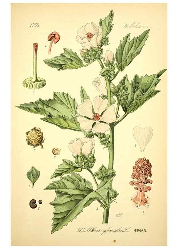 Reproducción/Reproduction 26527994184: Prof. Dr. Thomé's Flora von Deutschland, Österreich und der Schweiz, in Wort und Bild, für Schule und Haus ; mit ... Tafeln ... von Walter Müller.. Gera-Untermhaus :F.E. Köhler,1886-1934.