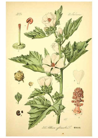 Reproducción/Reproduction 26527994184: Prof. Dr. Thomé's Flora von Deutschland, Österreich und der Schweiz, in Wort und Bild, für Schule und Haus ; mit ... Tafeln ... von Walter Müller.. Gera-Untermhaus :F.E. Köhler,1886-1934.