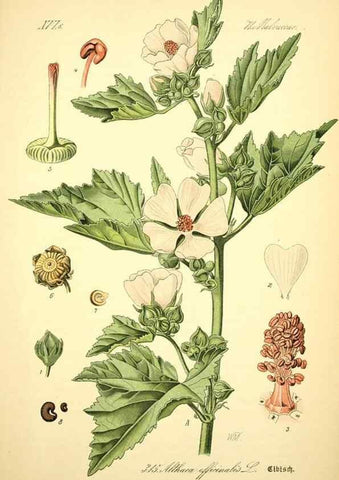 Reproducción/Reproduction 26527994184: Prof. Dr. Thomé's Flora von Deutschland, Österreich und der Schweiz, in Wort und Bild, für Schule und Haus ; mit ... Tafeln ... von Walter Müller.. Gera-Untermhaus :F.E. Köhler,1886-1934.