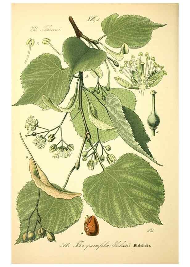 Reproducción/Reproduction 27038877992: Prof. Dr. Thomé's Flora von Deutschland, Österreich und der Schweiz, in Wort und Bild, für Schule und Haus ; mit ... Tafeln ... von Walter Müller.. Gera-Untermhaus :F.E. Köhler,1886-1934.