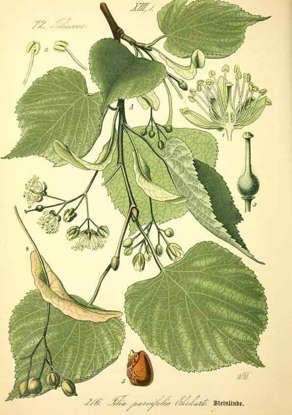 Reproducción/Reproduction 27038877992: Prof. Dr. Thomé's Flora von Deutschland, Österreich und der Schweiz, in Wort und Bild, für Schule und Haus ; mit ... Tafeln ... von Walter Müller.. Gera-Untermhaus :F.E. Köhler,1886-1934.