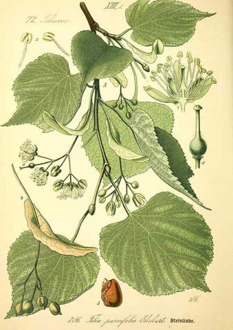 Reproducción/Reproduction 27038877992: Prof. Dr. Thomé's Flora von Deutschland, Österreich und der Schweiz, in Wort und Bild, für Schule und Haus ; mit ... Tafeln ... von Walter Müller.. Gera-Untermhaus :F.E. Köhler,1886-1934.
