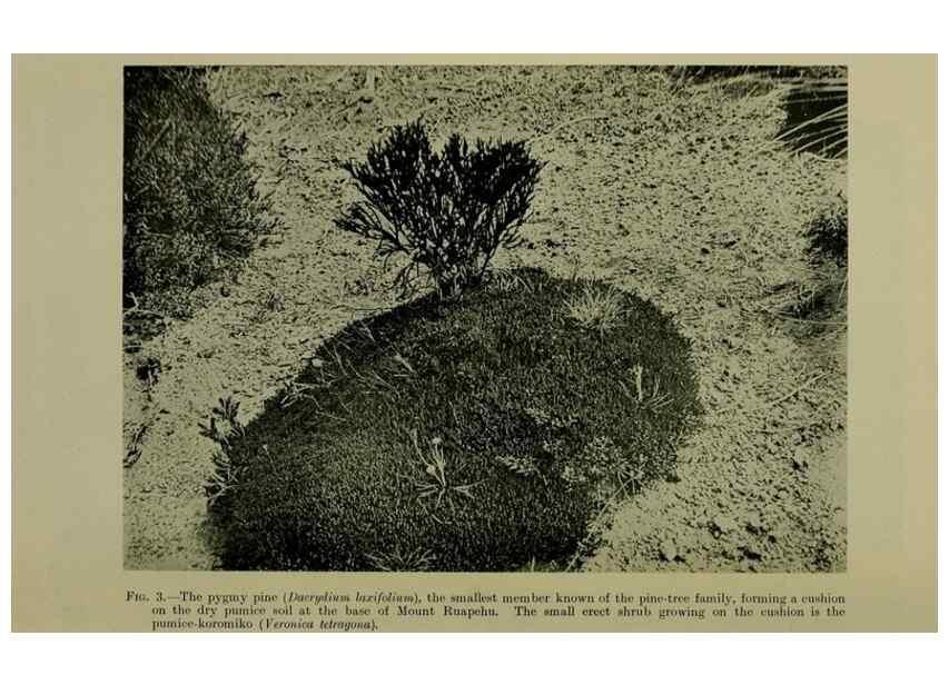 Reproducción/Reproduction 26595799053: New Zealand plants and their story.. Wellington, N.Z.,M.F. Marks, Govt. Printer,1919.