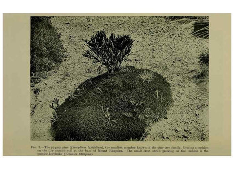Reproducción/Reproduction 26595799053: New Zealand plants and their story.. Wellington, N.Z.,M.F. Marks, Govt. Printer,1919.