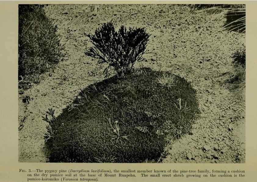 Reproducción/Reproduction 26595799053: New Zealand plants and their story.. Wellington, N.Z.,M.F. Marks, Govt. Printer,1919.