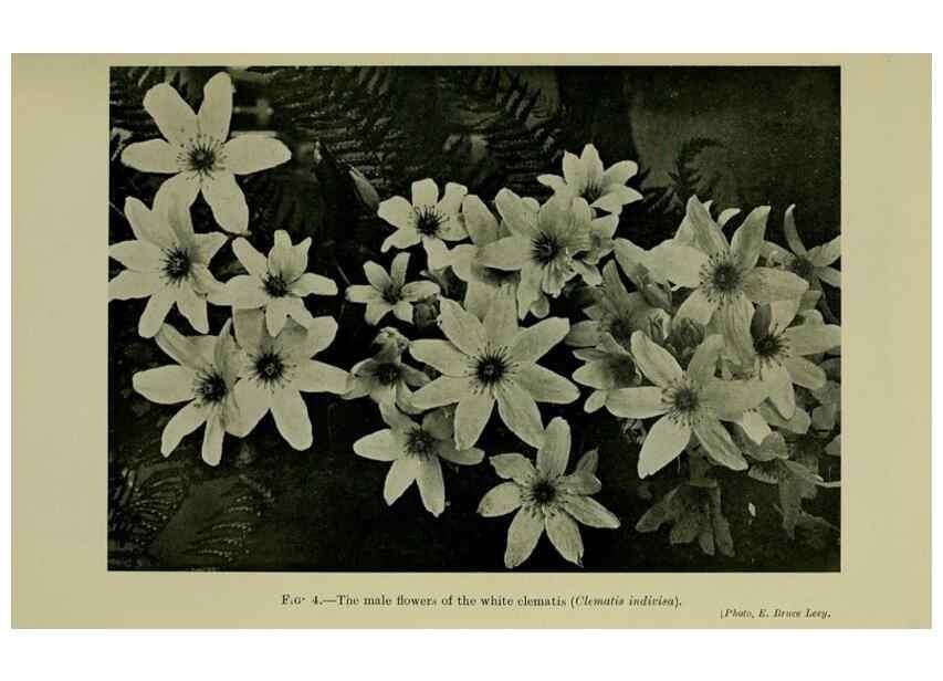 Reproducción/Reproduction 27131814411: New Zealand plants and their story.. Wellington, N.Z.,M.F. Marks, Govt. Printer,1919.