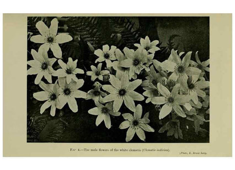Reproducción/Reproduction 27131814411: New Zealand plants and their story.. Wellington, N.Z.,M.F. Marks, Govt. Printer,1919.