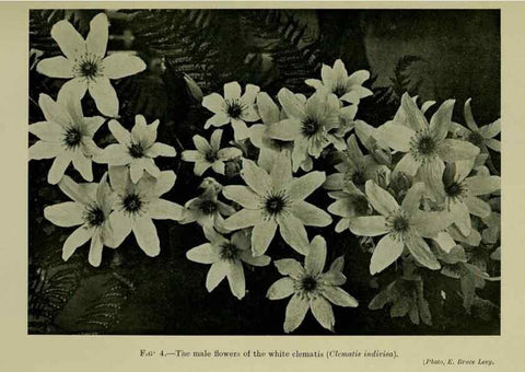 Reproducción/Reproduction 27131814411: New Zealand plants and their story.. Wellington, N.Z.,M.F. Marks, Govt. Printer,1919.
