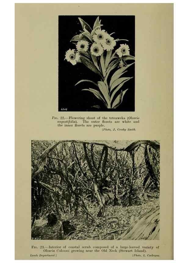 Reproducción/Reproduction 27131869441: New Zealand plants and their story.. Wellington, N.Z.,M.F. Marks, Govt. Printer,1919.
