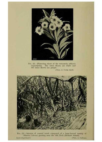 Reproducción/Reproduction 27131869441: New Zealand plants and their story.. Wellington, N.Z.,M.F. Marks, Govt. Printer,1919.