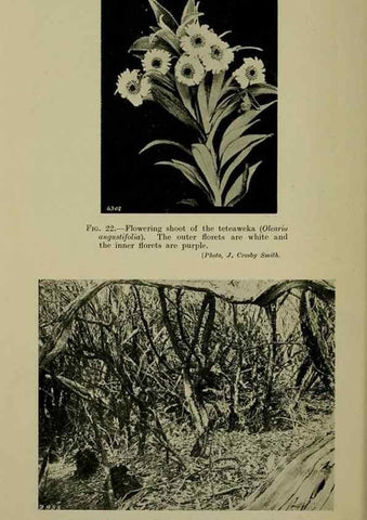 Reproducción/Reproduction 27131869441: New Zealand plants and their story.. Wellington, N.Z.,M.F. Marks, Govt. Printer,1919.