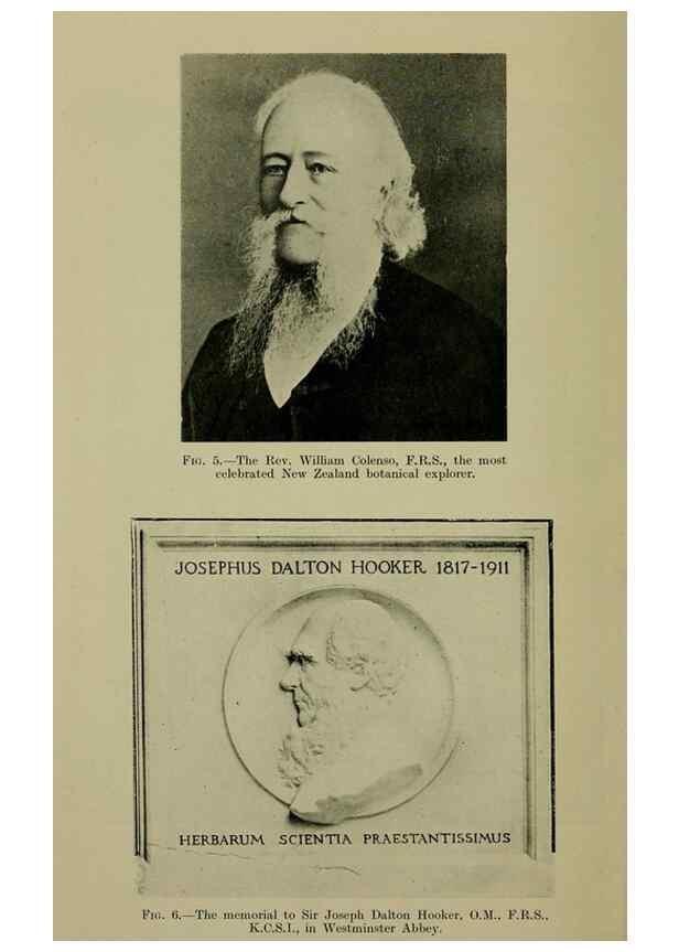 Reproducción/Reproduction 27131821801: New Zealand plants and their story.. Wellington, N.Z.,M.F. Marks, Govt. Printer,1919.