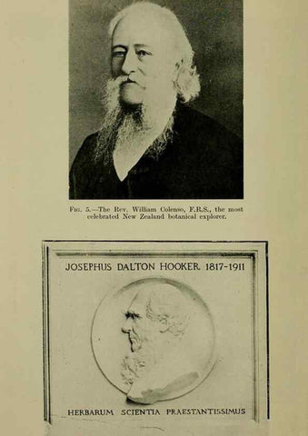 Reproducción/Reproduction 27131821801: New Zealand plants and their story.. Wellington, N.Z.,M.F. Marks, Govt. Printer,1919.