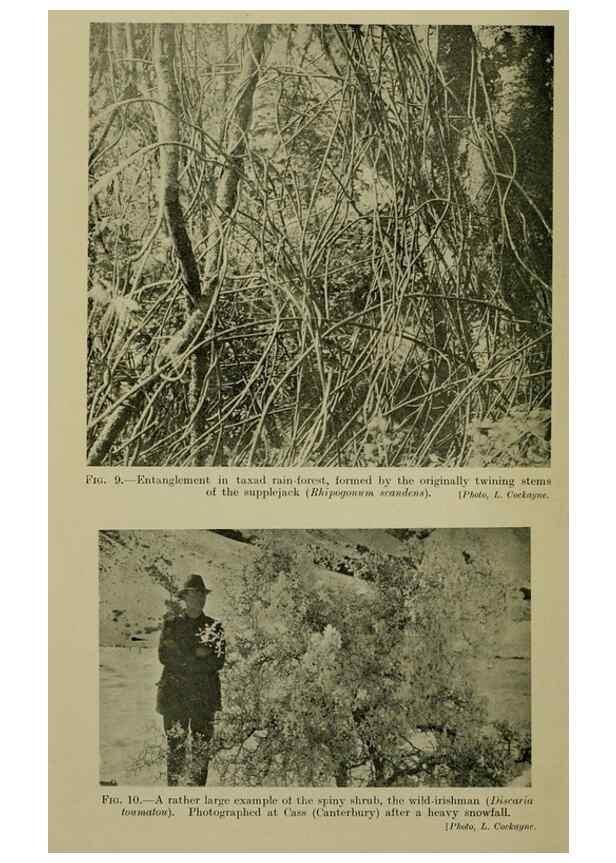 Reproducción/Reproduction 26594528714: New Zealand plants and their story.. Wellington, N.Z.,M.F. Marks, Govt. Printer,1919.