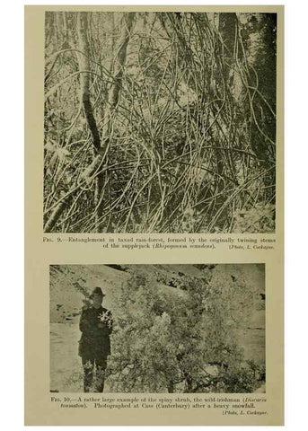 Reproducción/Reproduction 26594528714: New Zealand plants and their story.. Wellington, N.Z.,M.F. Marks, Govt. Printer,1919.
