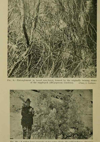 Reproducción/Reproduction 26594528714: New Zealand plants and their story.. Wellington, N.Z.,M.F. Marks, Govt. Printer,1919.
