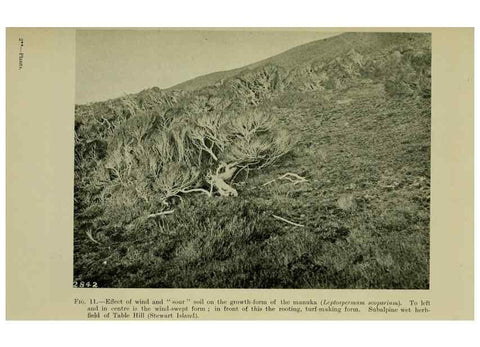 Reproducción/Reproduction 27131844291: New Zealand plants and their story.. Wellington, N.Z.,M.F. Marks, Govt. Printer,1919.