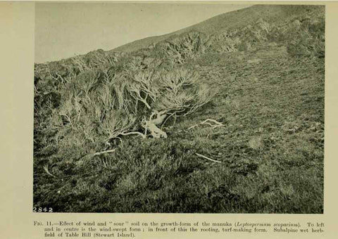 Reproducción/Reproduction 27131844291: New Zealand plants and their story.. Wellington, N.Z.,M.F. Marks, Govt. Printer,1919.