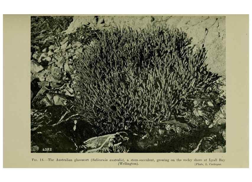 Reproducción/Reproduction 27200879325: New Zealand plants and their story.. Wellington, N.Z.,M.F. Marks, Govt. Printer,1919.