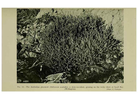 Reproducción/Reproduction 27200879325: New Zealand plants and their story.. Wellington, N.Z.,M.F. Marks, Govt. Printer,1919.