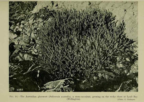 Reproducción/Reproduction 27200879325: New Zealand plants and their story.. Wellington, N.Z.,M.F. Marks, Govt. Printer,1919.