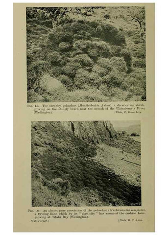 Reproducción/Reproduction 26594562394: New Zealand plants and their story.. Wellington, N.Z.,M.F. Marks, Govt. Printer,1919.