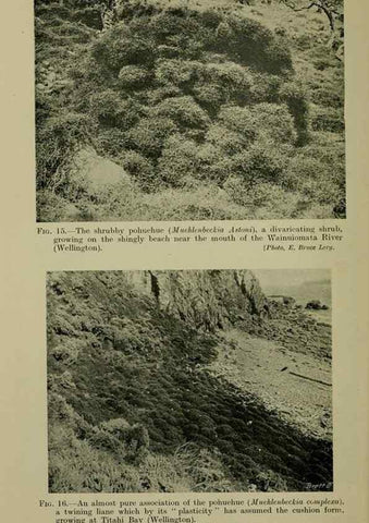 Reproducción/Reproduction 26594562394: New Zealand plants and their story.. Wellington, N.Z.,M.F. Marks, Govt. Printer,1919.