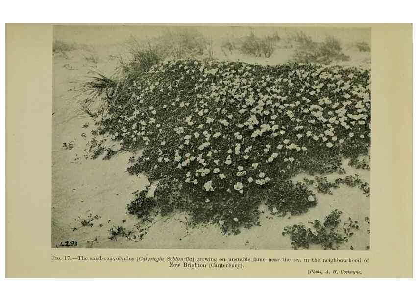 Reproducción/Reproduction 26594567254: New Zealand plants and their story.. Wellington, N.Z.,M.F. Marks, Govt. Printer,1919.