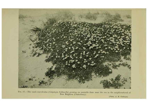 Reproducción/Reproduction 26594567254: New Zealand plants and their story.. Wellington, N.Z.,M.F. Marks, Govt. Printer,1919.
