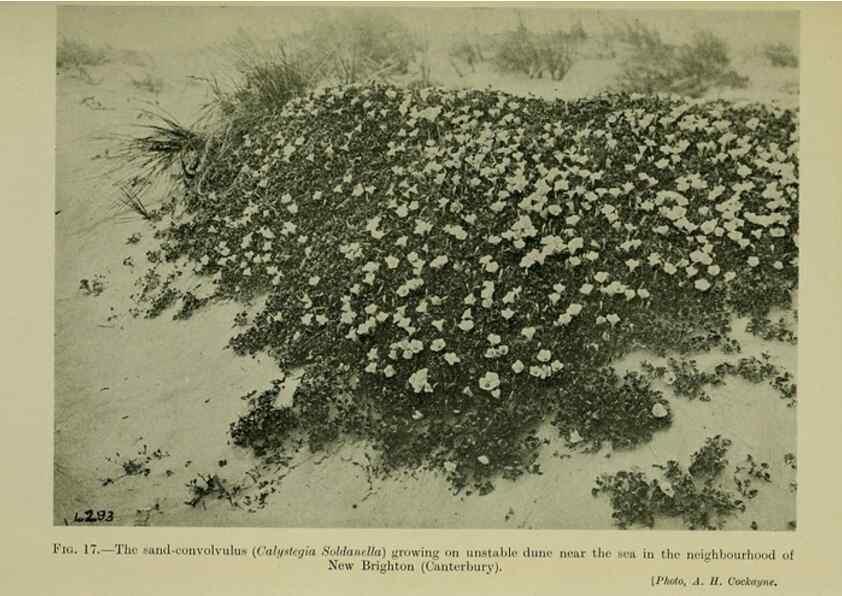 Reproducción/Reproduction 26594567254: New Zealand plants and their story.. Wellington, N.Z.,M.F. Marks, Govt. Printer,1919.