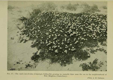 Reproducción/Reproduction 26594567254: New Zealand plants and their story.. Wellington, N.Z.,M.F. Marks, Govt. Printer,1919.