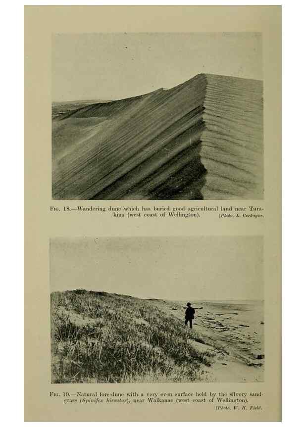 Reproducción/Reproduction 27104591162: New Zealand plants and their story.. Wellington, N.Z.,M.F. Marks, Govt. Printer,1919.
