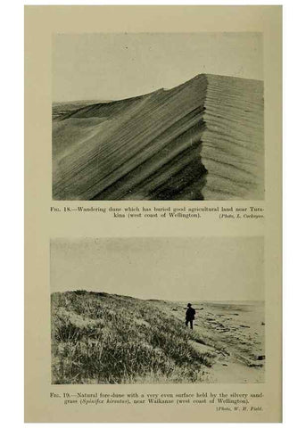 Reproducción/Reproduction 27104591162: New Zealand plants and their story.. Wellington, N.Z.,M.F. Marks, Govt. Printer,1919.