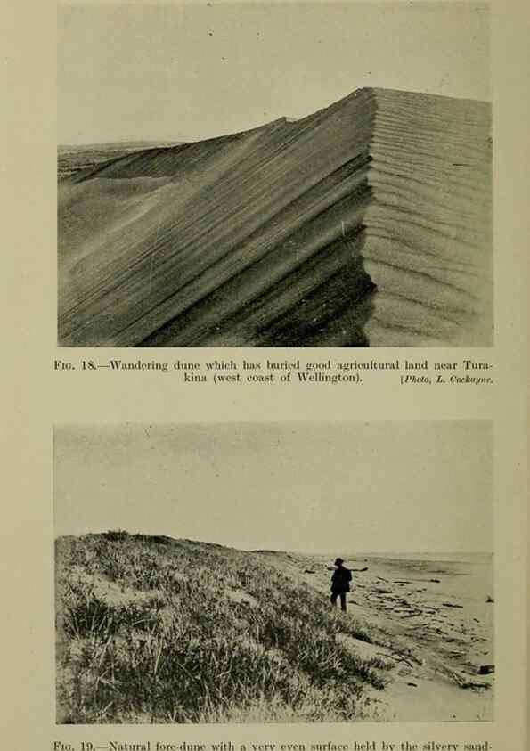 Reproducción/Reproduction 27104591162: New Zealand plants and their story.. Wellington, N.Z.,M.F. Marks, Govt. Printer,1919.