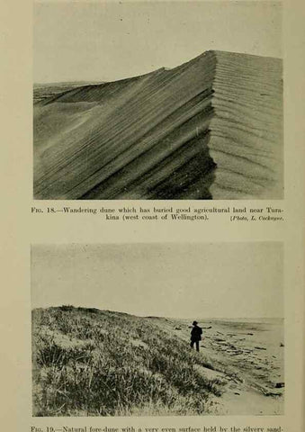 Reproducción/Reproduction 27104591162: New Zealand plants and their story.. Wellington, N.Z.,M.F. Marks, Govt. Printer,1919.