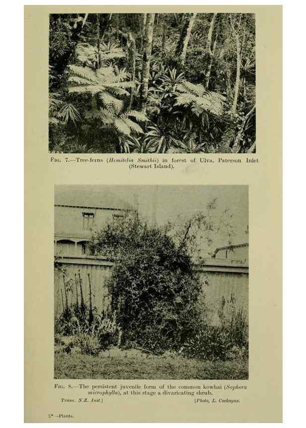 Reproducción/Reproduction 27131829791: New Zealand plants and their story.. Wellington, N.Z.,M.F. Marks, Govt. Printer,1919.
