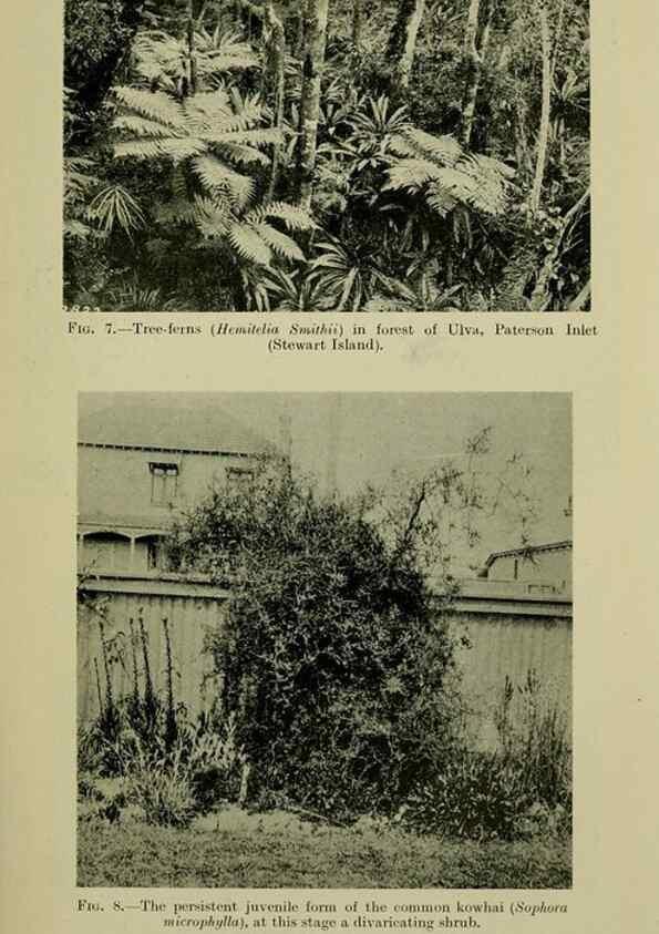 Reproducción/Reproduction 27131829791: New Zealand plants and their story.. Wellington, N.Z.,M.F. Marks, Govt. Printer,1919.
