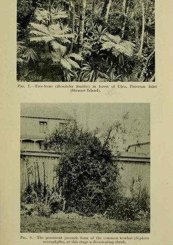 Reproducción/Reproduction 27131829791: New Zealand plants and their story.. Wellington, N.Z.,M.F. Marks, Govt. Printer,1919.