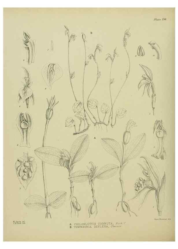 Reproducción/Reproduction 23921519036: Illustrations of the New Zealand flora /. Wellington :John Mackay, Govt. Printer,1914.