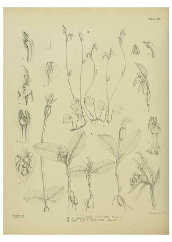 Reproducción/Reproduction 23921519036: Illustrations of the New Zealand flora /. Wellington :John Mackay, Govt. Printer,1914.